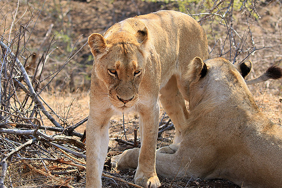 At Kruger NP
