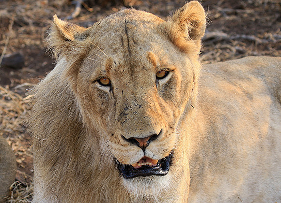 At Kruger NP