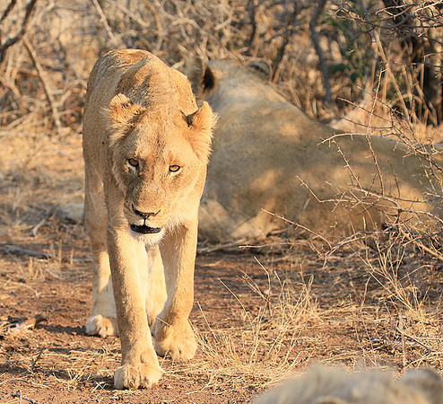 At Kruger NP