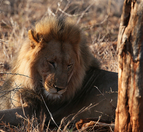 At Madikwe