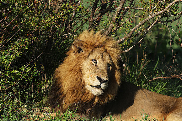 Sabi Sand