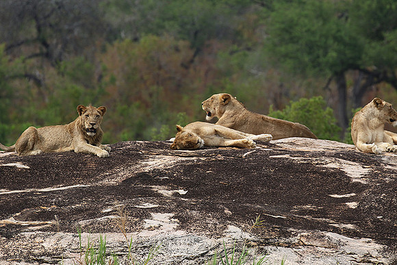 River pride at Mala Mala