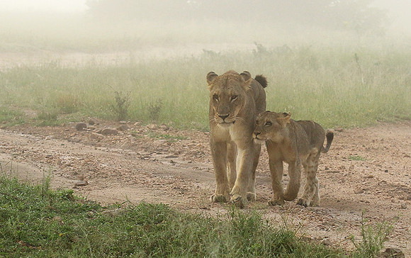 In the mist - At Londolozi