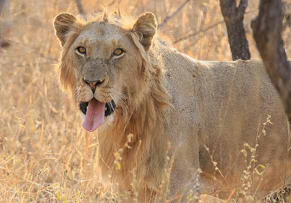At Kruger NP