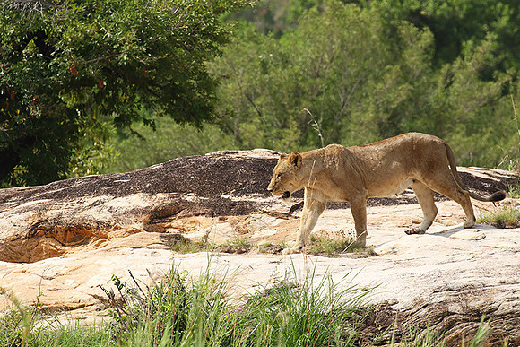 River pride at Mala Mala