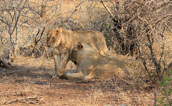 At Kruger NP