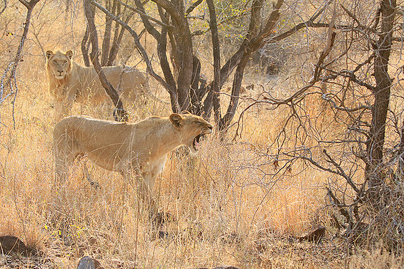 Singita Lebombo