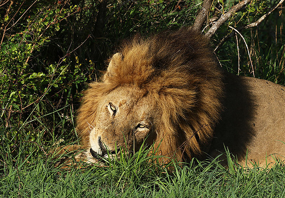 Sabi Sand