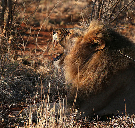 At Madikwe