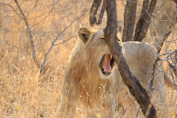 At Kruger NP