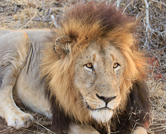 At Kruger NP