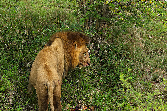 Lion Sands