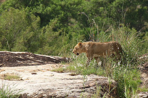 River pride at Mala Mala