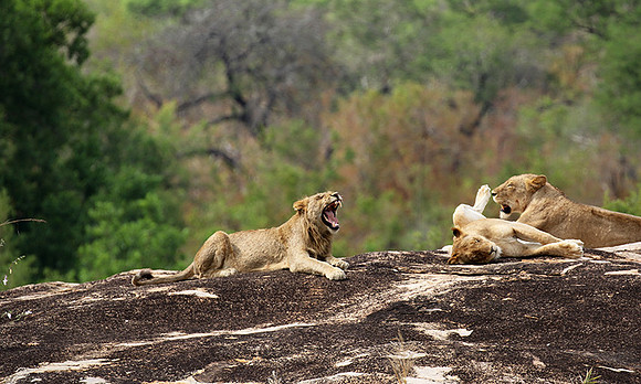 River pride at Mala Mala