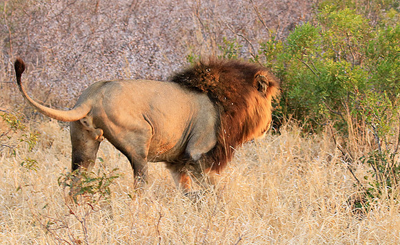 At Kruger NP