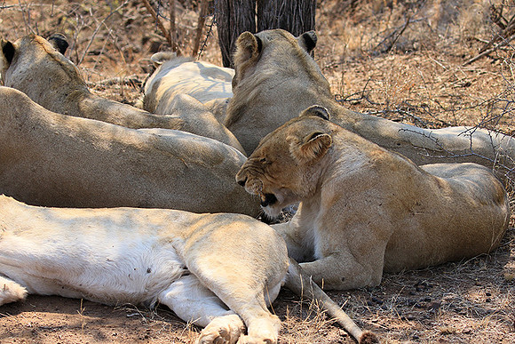 At Kruger NP