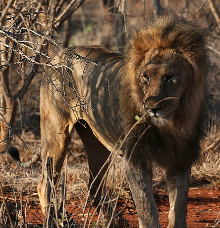 At Madikwe