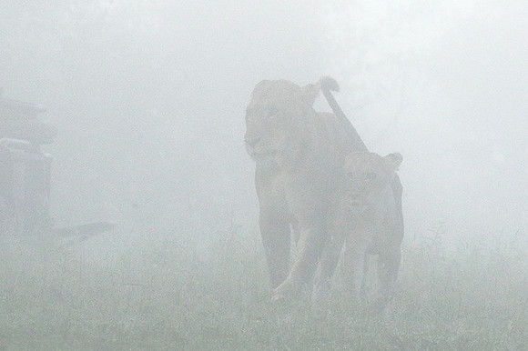 In the mist - At Londolozi