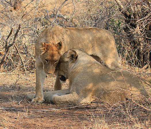 At Kruger NP