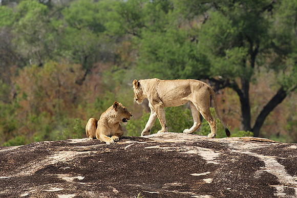 River pride at Mala Mala