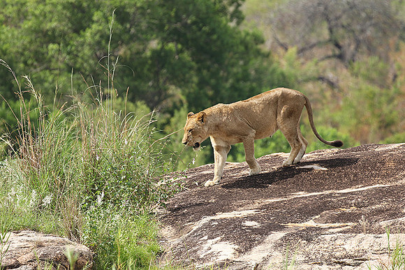 River pride at Mala Mala
