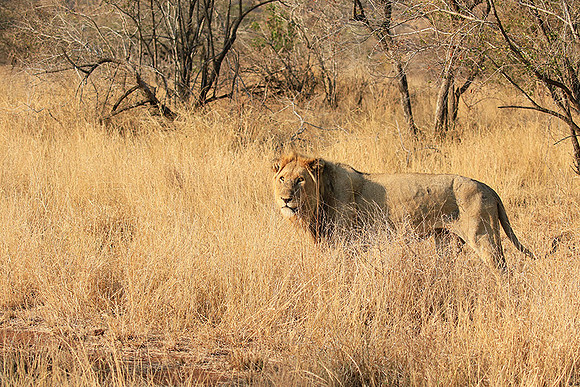 At Kruger NP
