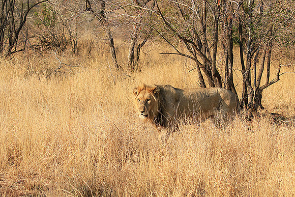 At Kruger NP