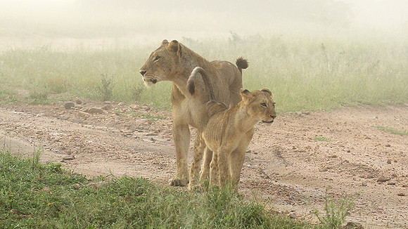 In the mist - At Londolozi