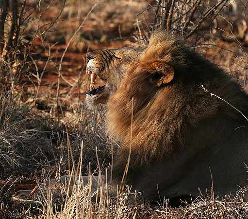 At Madikwe