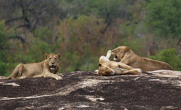 River pride at Mala Mala