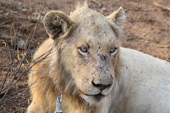 At Kruger NP