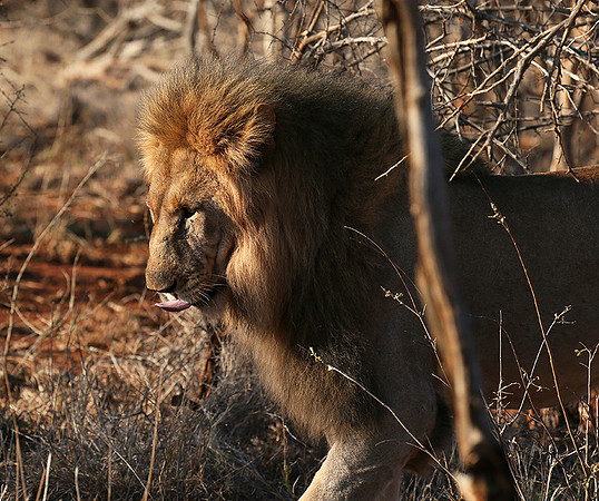 At Madikwe