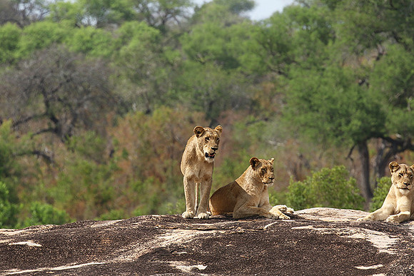 River pride at Mala Mala