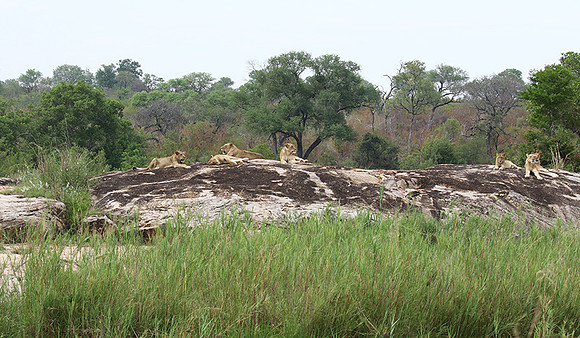 River pride at Mala Mala