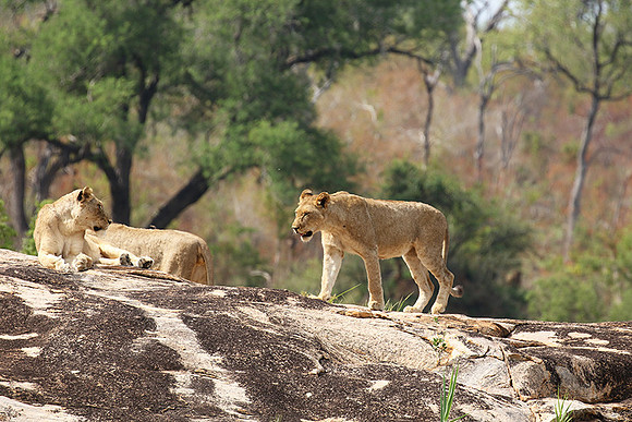 River pride at Mala Mala