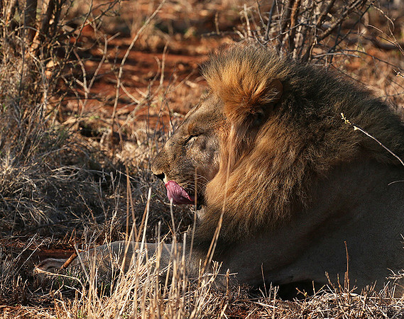 At Madikwe
