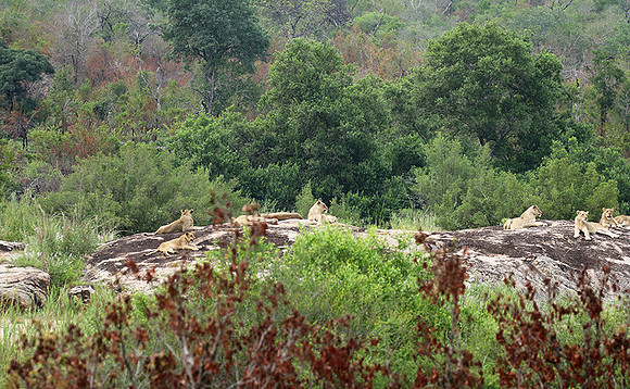 River pride at Mala Mala