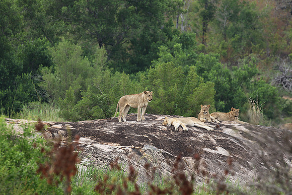 River pride at Mala Mala