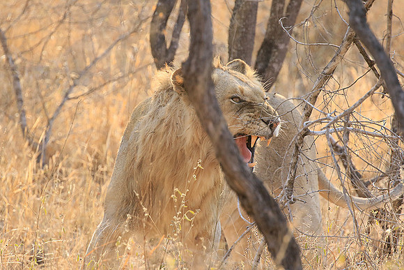 At Kruger NP