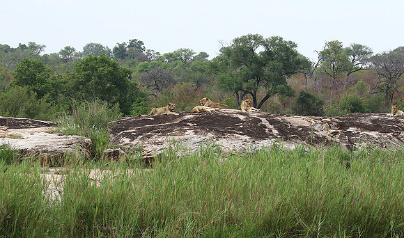 River pride at Mala Mala