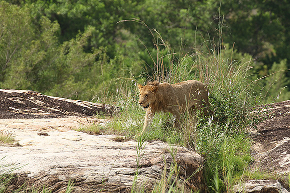 River pride at Mala Mala