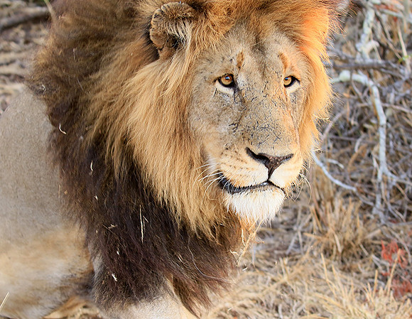 At Kruger NP