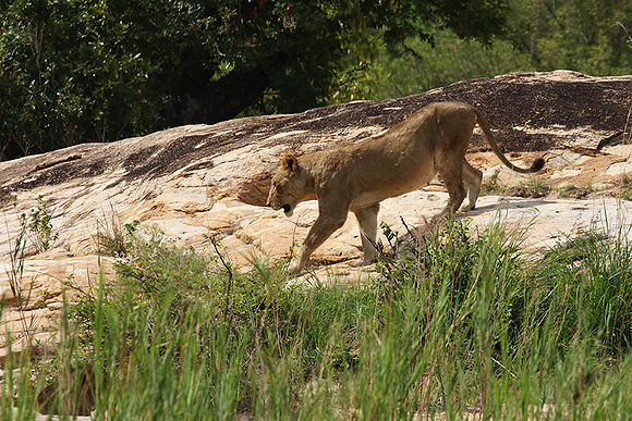 River pride at Mala Mala