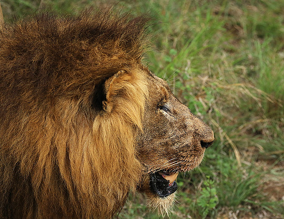 Lion Sands
