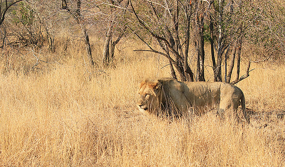 At Kruger NP