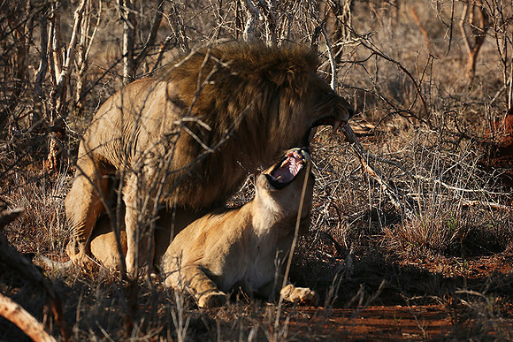 At Madikwe