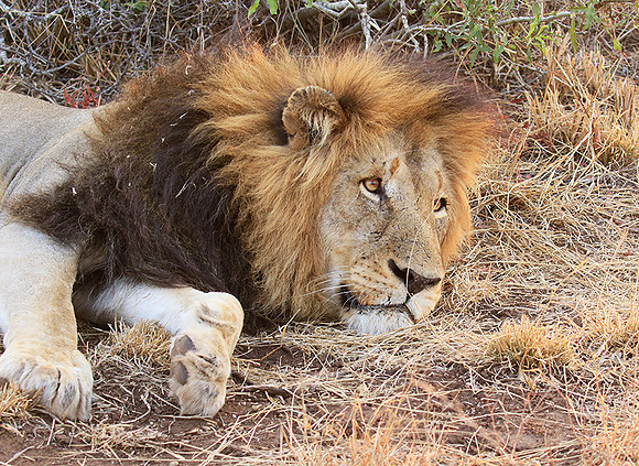 At Kruger NP