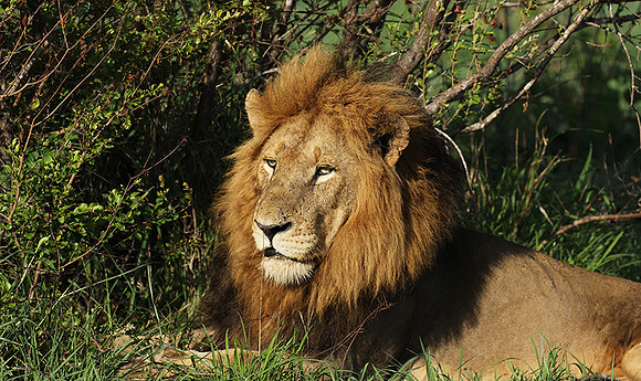 Sabi Sand