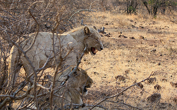 At Kruger NP