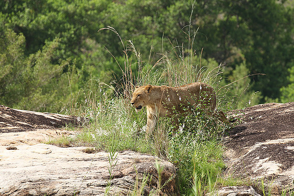 River pride at Mala Mala